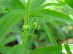 Attēlu rezultāti vaicājumam “Polygonatum verticillatum”