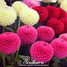 Image result for Dahlia x pinnata `Pompon Lilliput`