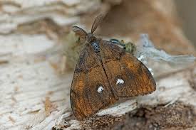 Attēlu rezultāti vaicājumam “Orgyia antiqua imago”