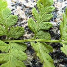 Attēlu rezultāti vaicājumam “Cystopteris fragilis”