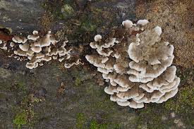 Attēlu rezultāti vaicājumam “Bjerkandera adusta”