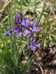 Attēlu rezultāti vaicājumam “Sisyrinchium montanum”