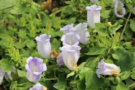 Attēlu rezultāti vaicājumam “Campanula cervicaria flower”