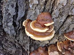 Attēlu rezultāti vaicājumam “Diderma rufostriatum sessile”