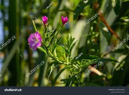 Attēlu rezultāti vaicājumam “Epilobium hirsutum”