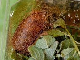 Attēlu rezultāti vaicājumam “Saturnia pavonia cocoon”