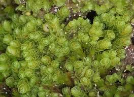 Attēlu rezultāti vaicājumam “Jungermannia hyalina”