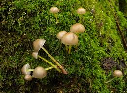 Attēlu rezultāti vaicājumam “Mycena viscosa”