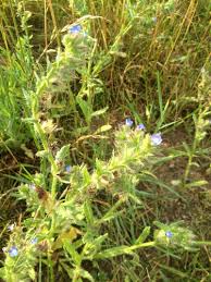 Attēlu rezultāti vaicājumam “Anchusa arvensis”