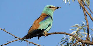 Attēlu rezultāti vaicājumam “Coracias garrulus”
