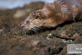 Attēlu rezultāti vaicājumam “Lutra lutra”