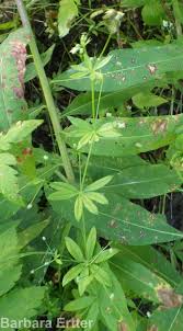 Attēlu rezultāti vaicājumam “Galium triflorum leaf”