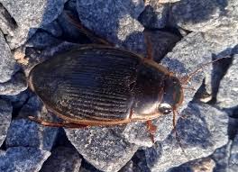 Attēlu rezultāti vaicājumam “Dytiscus dimidiatus”