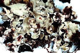 Attēlu rezultāti vaicājumam “Cetrelia olivetorum”