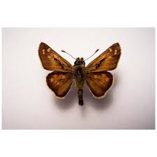 Attēlu rezultāti vaicājumam “Hesperia comma male”