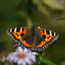 Image result for Small Tortoiseshell