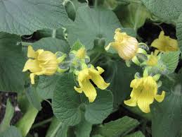 Attēlu rezultāti vaicājumam “Thladiantha dubia flower”
