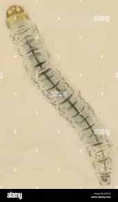 Attēlu rezultāti vaicājumam “Caloptilia alchimiella”