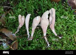 Attēlu rezultāti vaicājumam “Clavariadelphus ligula”