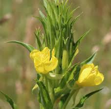 Image result for Oenothera biennis