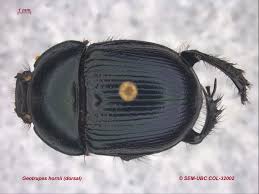 Attēlu rezultāti vaicājumam “Geotrupes”