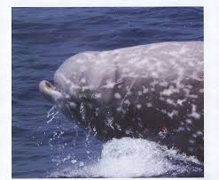 Image result for Ziphius cavirostris