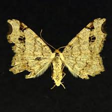 Attēlu rezultāti vaicājumam “Macaria signaria”