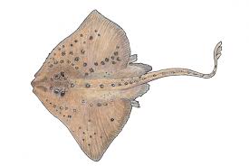 Image result for Amblyraja radiata