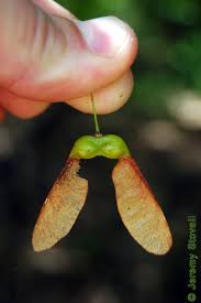 Attēlu rezultāti vaicājumam “Acer saccharinum fruit”