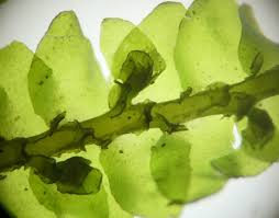 Attēlu rezultāti vaicājumam “Porella cordaeana”