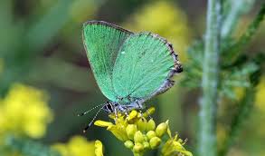 Attēlu rezultāti vaicājumam “Theclinae”