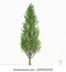 Attēlu rezultāti vaicājumam “Populus nigra Italica”