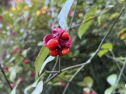 Attēlu rezultāti vaicājumam “Euonymus verrucosus fruit”