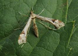 Attēlu rezultāti vaicājumam “Platyptilia gonodactyla”