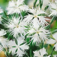 Image result for Dianthus superbus