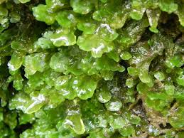 Attēlu rezultāti vaicājumam “Pellia endiviifolia”