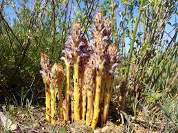Attēlu rezultāti vaicājumam “Orobanche coerulescens bud”