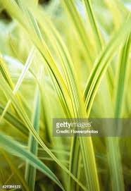 Attēlu rezultāti vaicājumam “Glyceria maxima leaf”