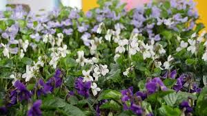 Image result for Veilchen