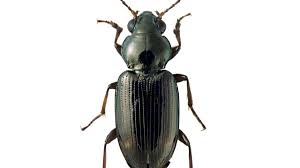 Attēlu rezultāti vaicājumam “Bembidion sp.”