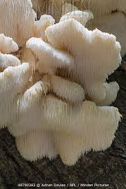 Attēlu rezultāti vaicājumam “Hericium cirrhatum”