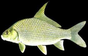 Image result for Carpiodes velifer