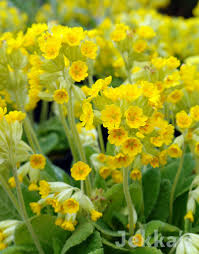 Attēlu rezultāti vaicājumam “Primula veris fruit”