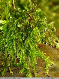 Attēlu rezultāti vaicājumam “Herzogiella seligeri”