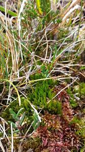 Attēlu rezultāti vaicājumam “Dicranum undulatum”