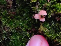 Attēlu rezultāti vaicājumam “Mycena pseudocorticola”