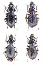Attēlu rezultāti vaicājumam “Pterostichus sp.”
