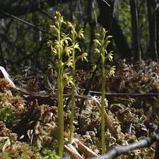 Attēlu rezultāti vaicājumam “Corallorhiza trifida”