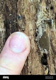 Attēlu rezultāti vaicājumam “Oligonema persimile macro”