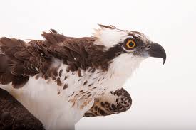 Image result for Pandion haliaetus